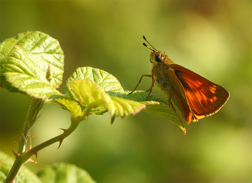 ...Fiori E Spine...!!!