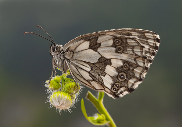Melanargia galathea