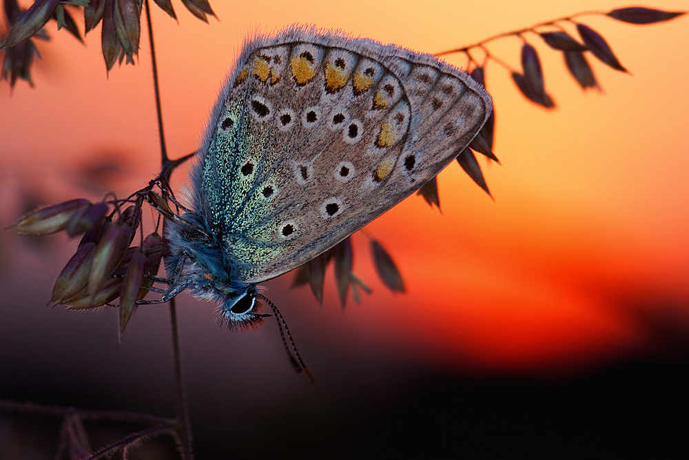 licenide al tramonto