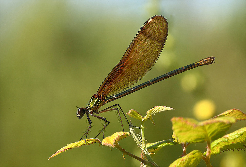 ...Come Filigrana...!!!