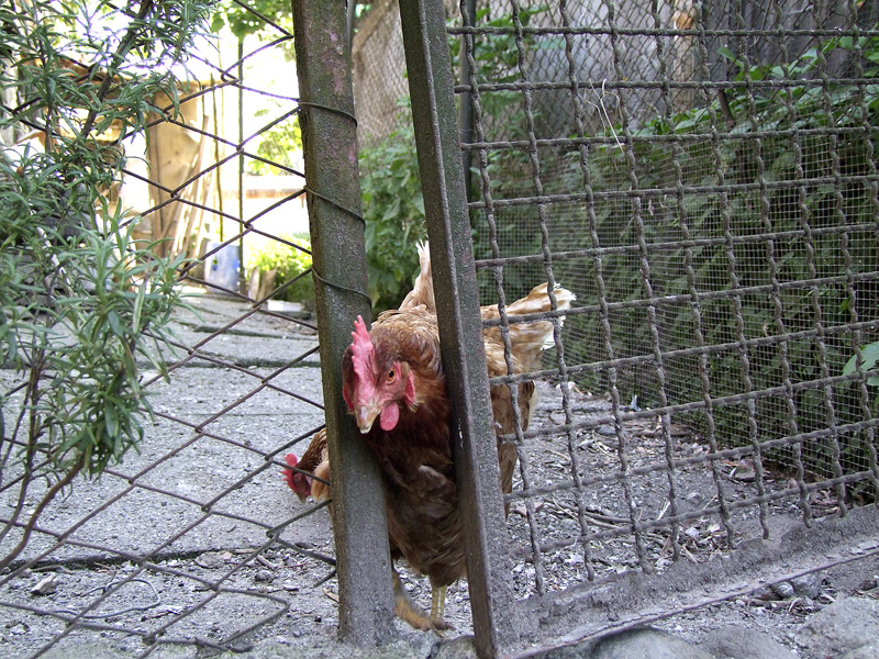 chi bussa alla mia porta?