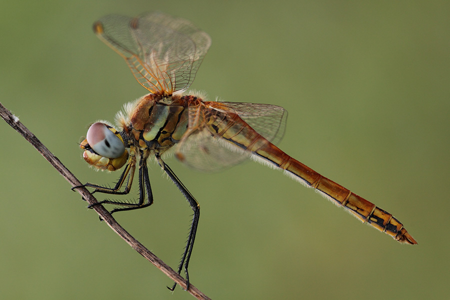 Sympetrum sp.