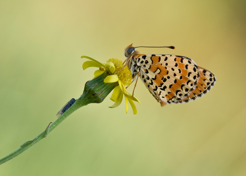 melitaea