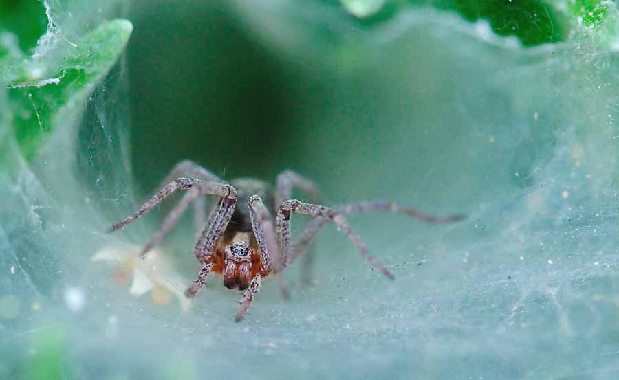 Nella tana del ragno...