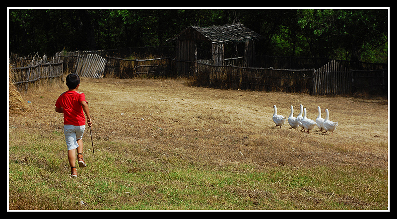 giocando con le oche