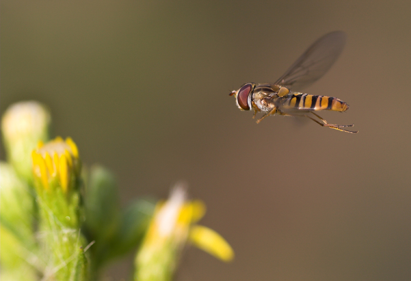 :: Dittero in volo ::