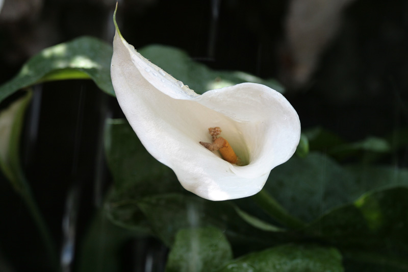 Calla