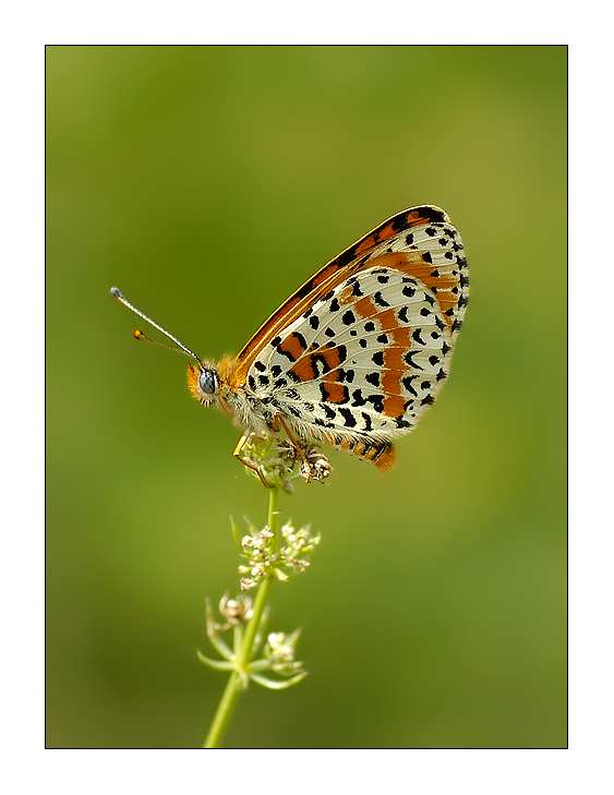 Melitaea didyma