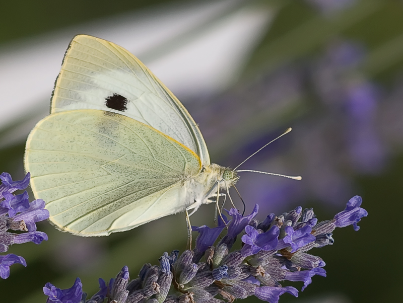 pieris brassicae