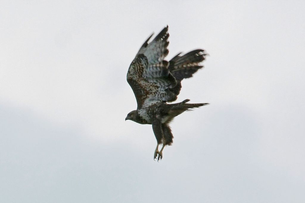 pecchiaiolo al balzo...