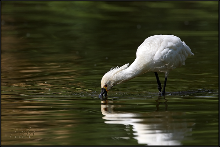 Spatola--Platalea leucorodia