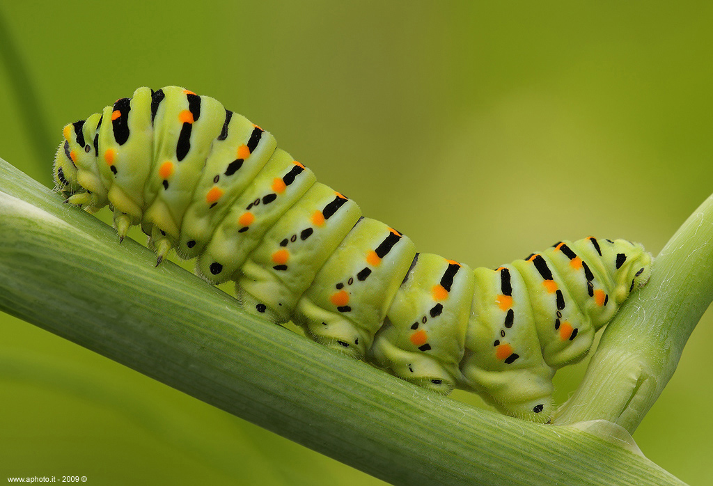 Bruco di macaone...