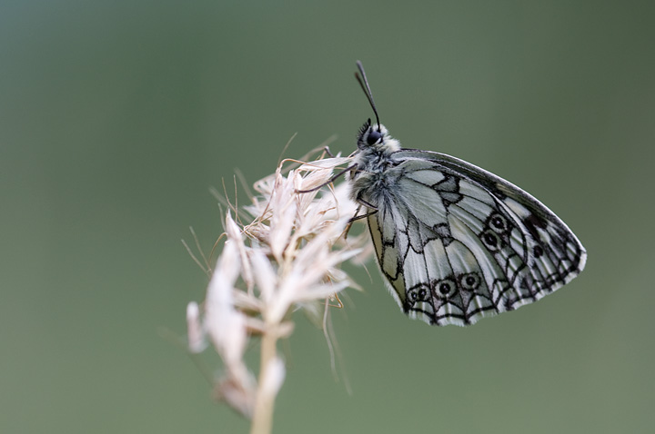 Melanargia_galathea