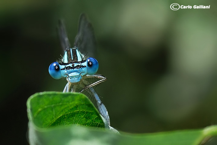 Sguardo di damigella