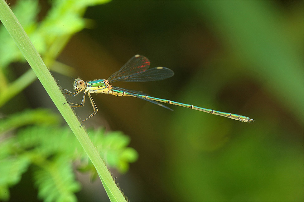 ...Verde Metallizzato...!!!