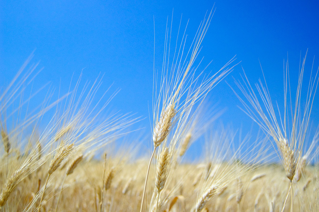 Campo di grano