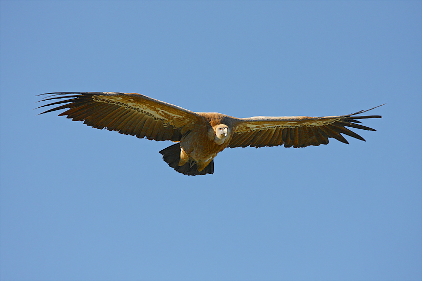 ...GRIFONE IN VOLO...