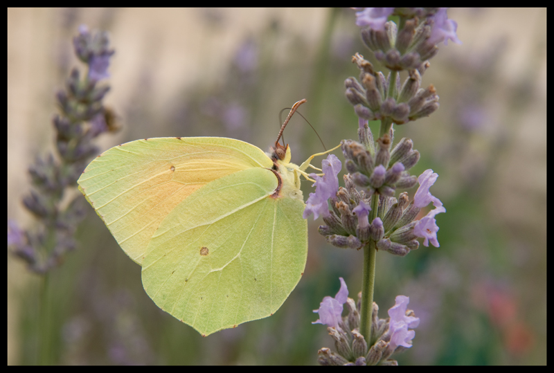 Cleopatra o Cedronella?