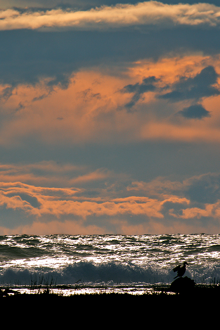 L'ultimo dei cormorani