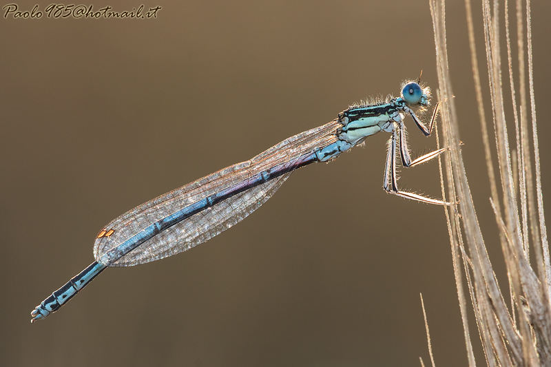 Damigella, in abito celeste...