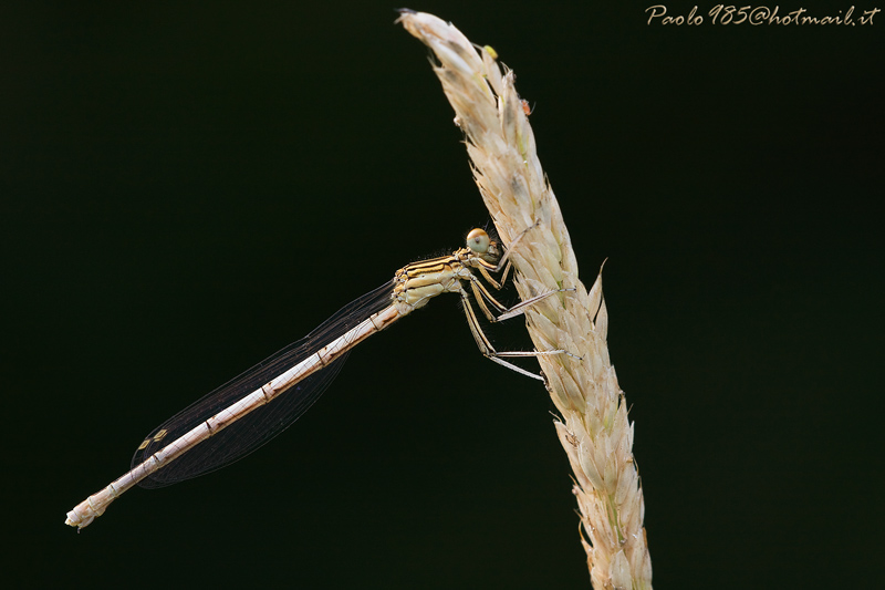 ...con lo sfondo nero !