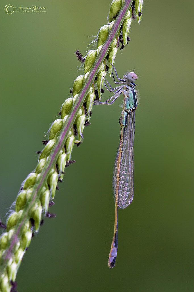 ......damigella al sibolla