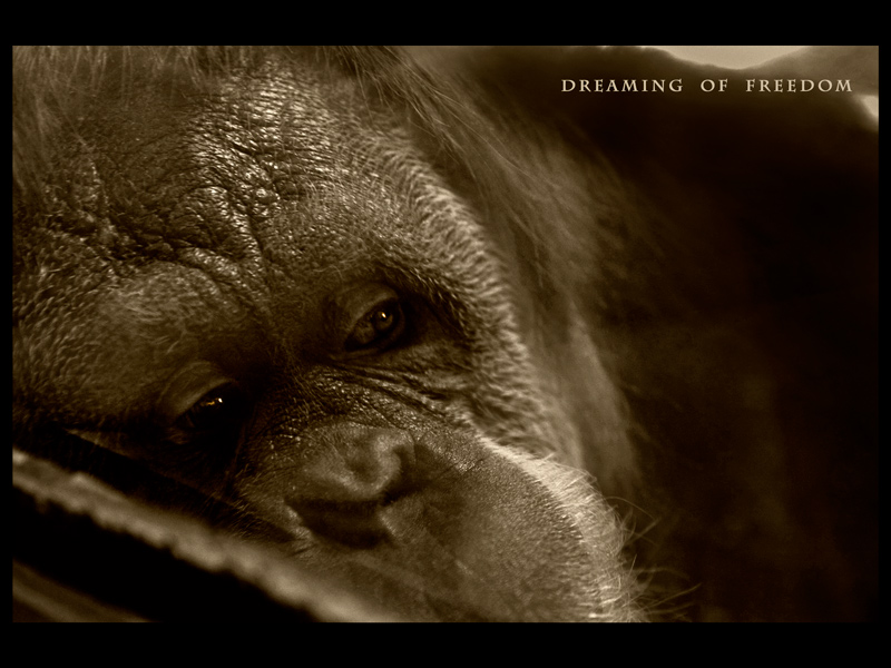dreaming of freedom