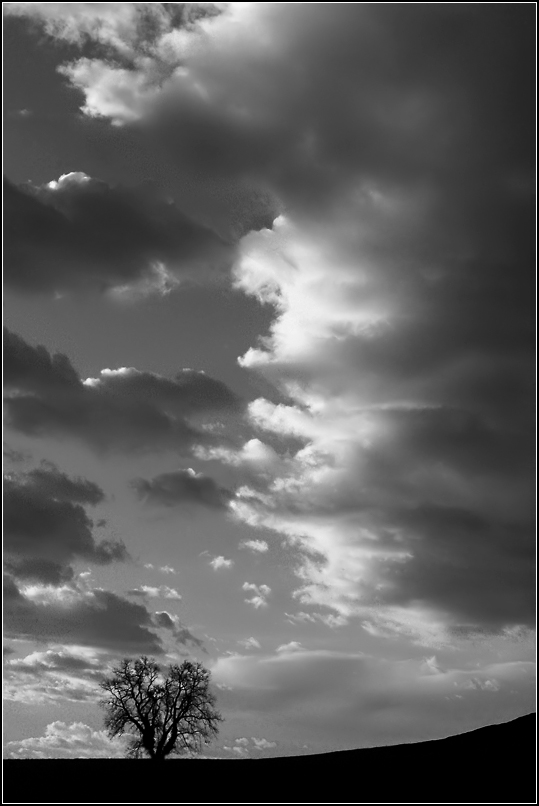 L'albero e la nuvola - b/n
