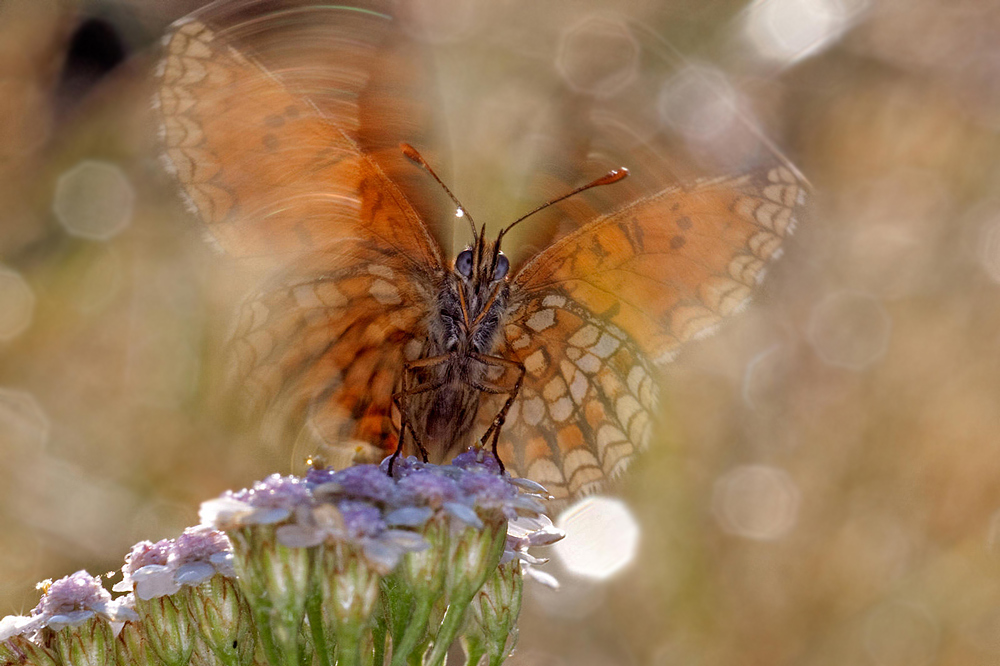 controluce particolare