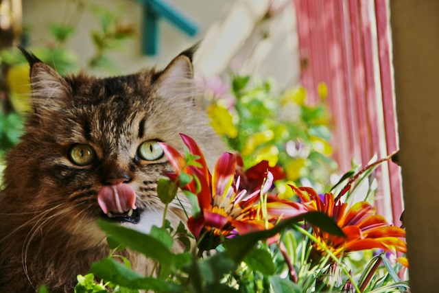 La lingua del Signor Gatto Ernesto