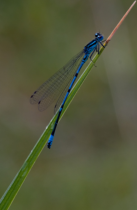 Coenagrion_puella