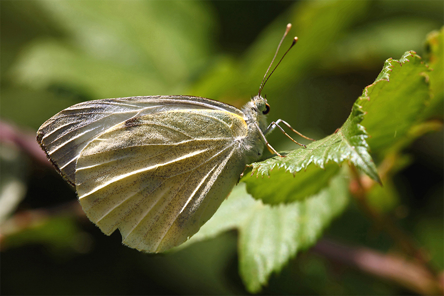 ...Soggetti Diversi...