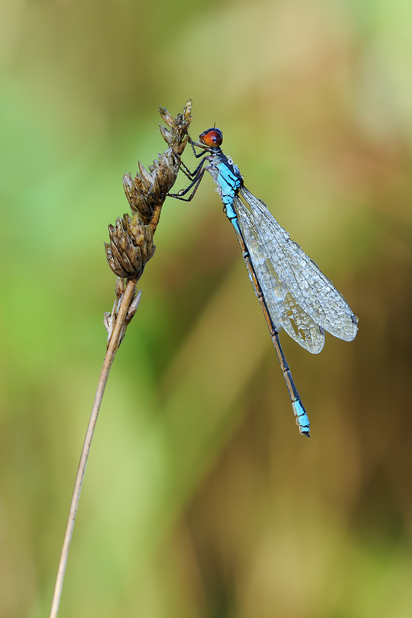 damigella testarossa