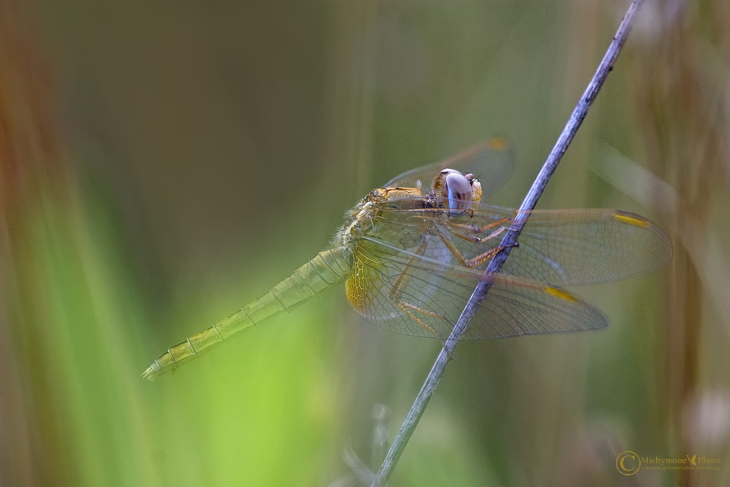 ,,tra fantasia e realt�