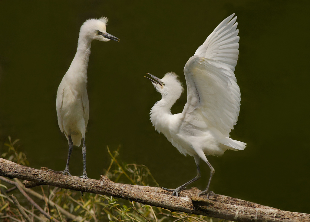 Disputa tra garzette...