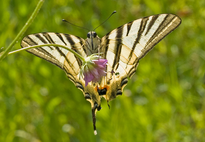 podalirio da...sotto