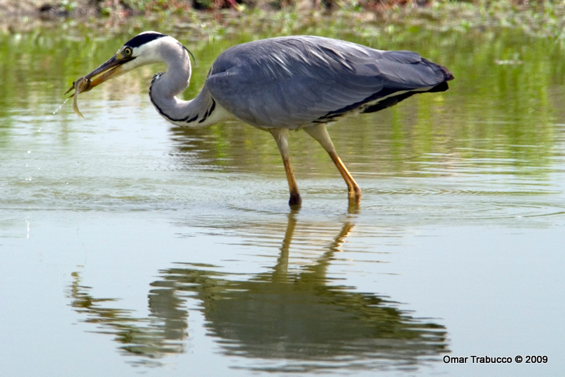 da grande doveva essere una rana toro