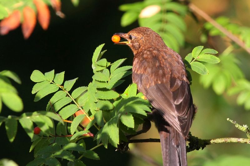 golosit�... esagerata