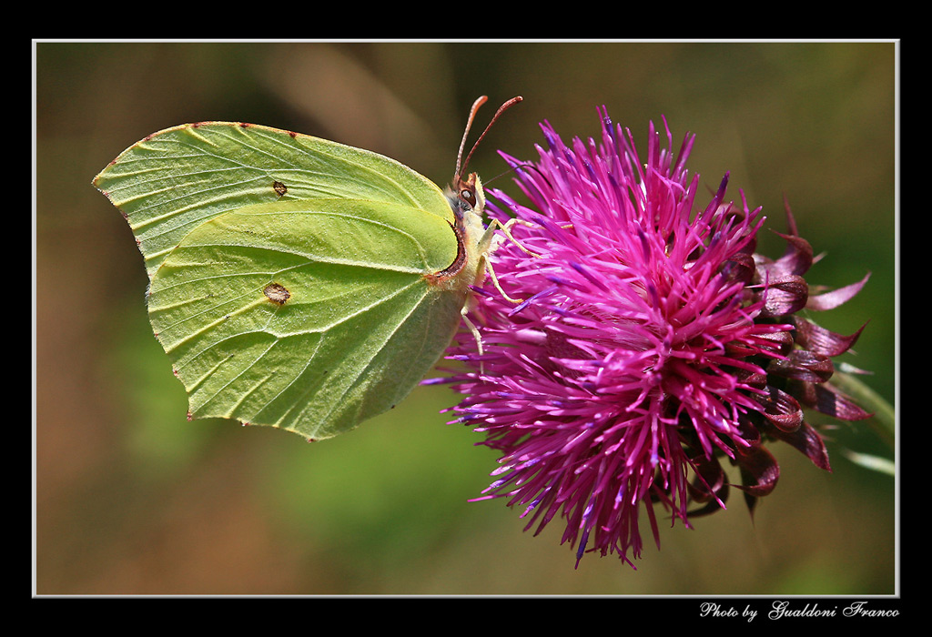 Farfalla-02