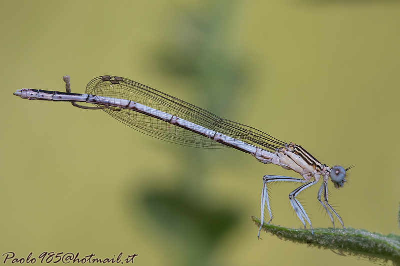 ...in bianco va di moda