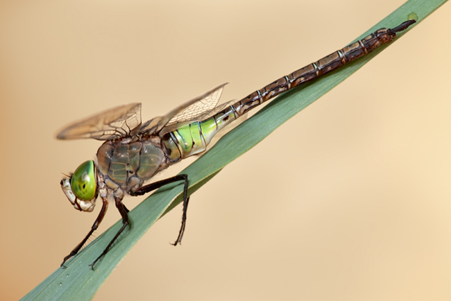 Libellula (Aeshna juncea)