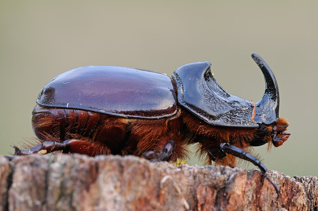 Scarabeo rinoceronte