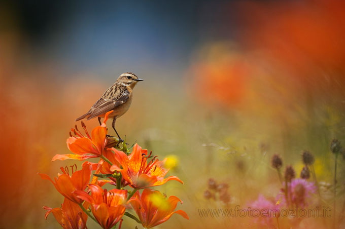 Un mondo di colori - Stiaccino
