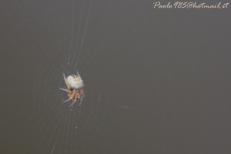 ...ragnetto...