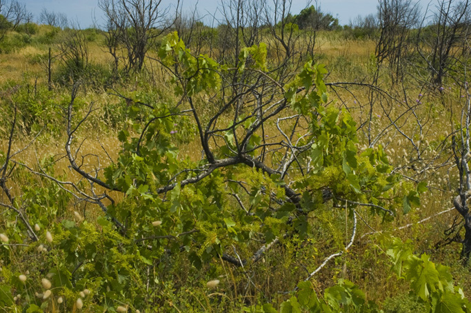 natura .... selvaggia