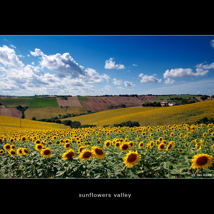 Sunflowers Valley