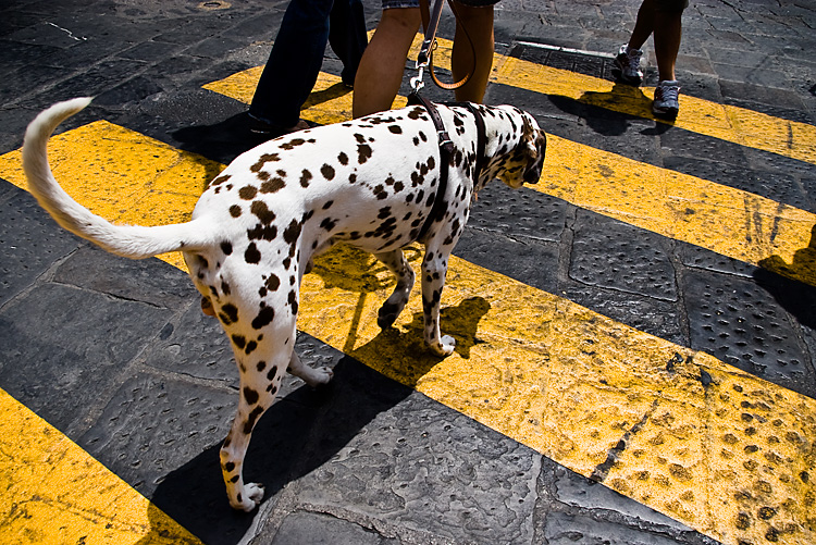 Dalmata, Firenze 2009