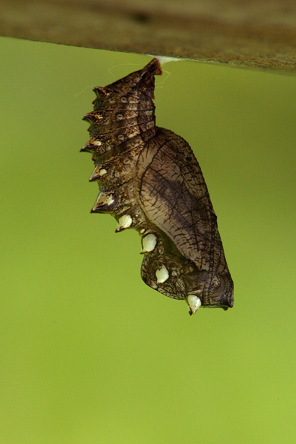 Pupa di Brenthis daphne