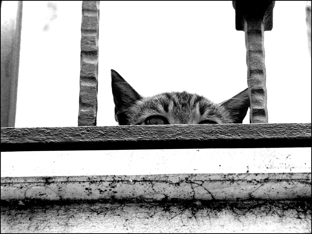 Punto di vista... prudente !!