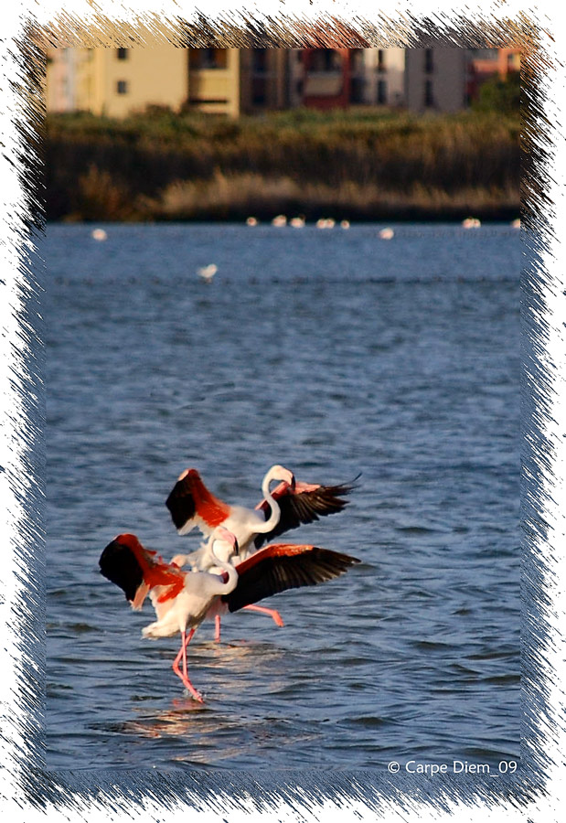 La danza dei fenicotteri
